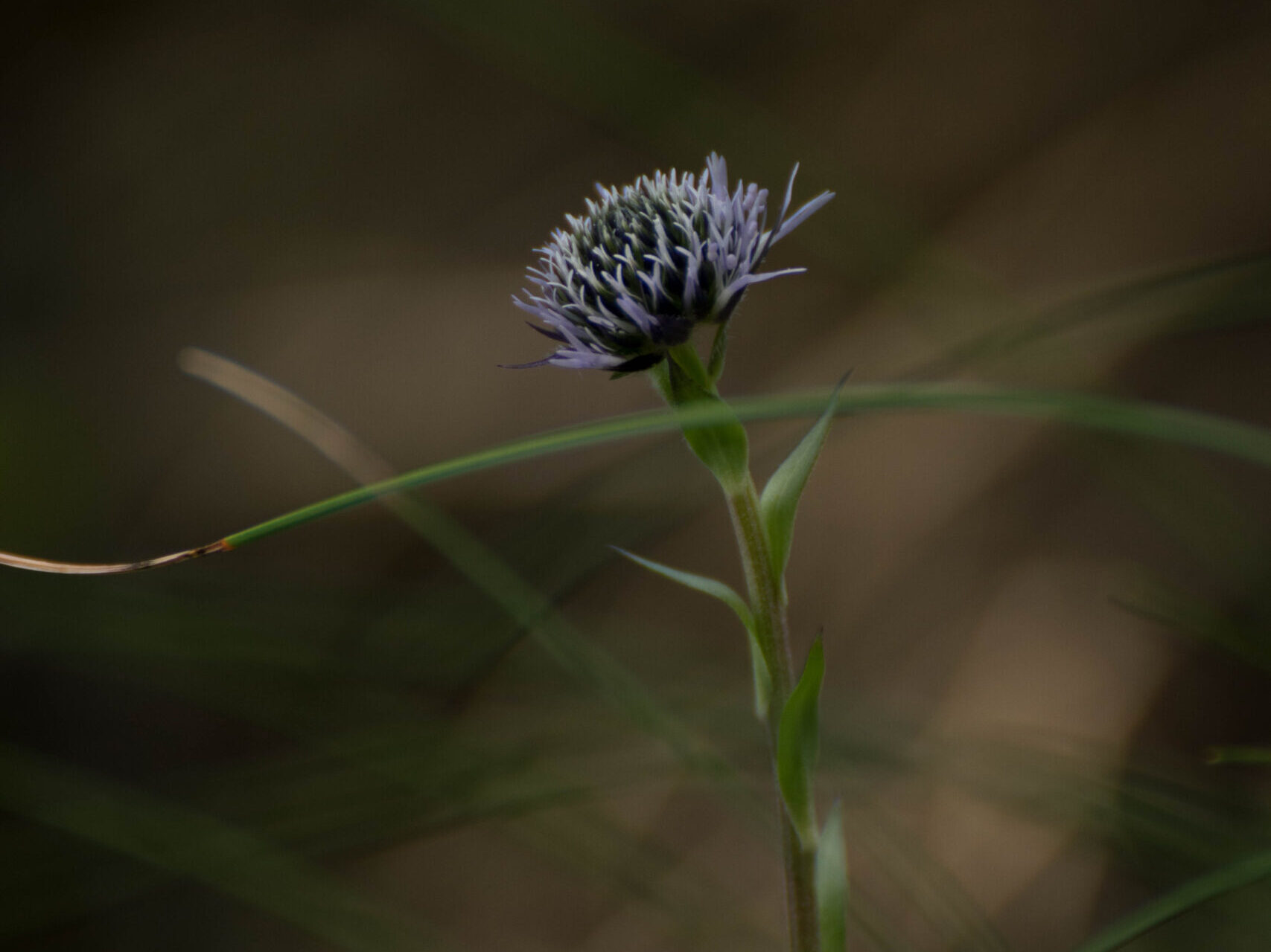 Hablemos sobre Biodiversidad