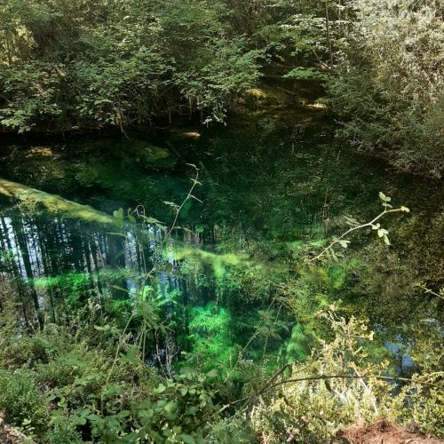 Imagos y Ninfas 5